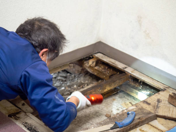 Best Office Mold Removal Services  in Montesano, WA