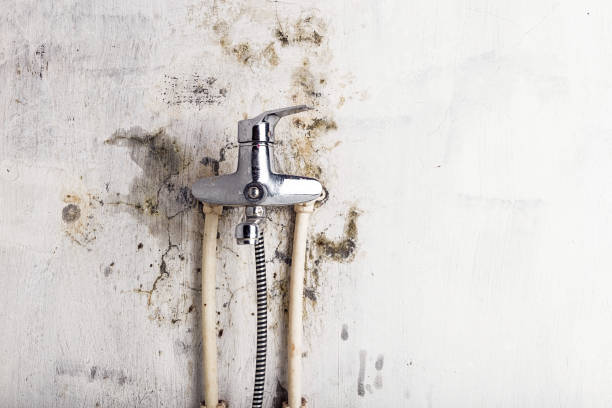 Best Mold Testing and Removal  in Montesano, WA