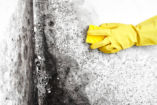 Best Mold Removal Process  in Montesano, WA