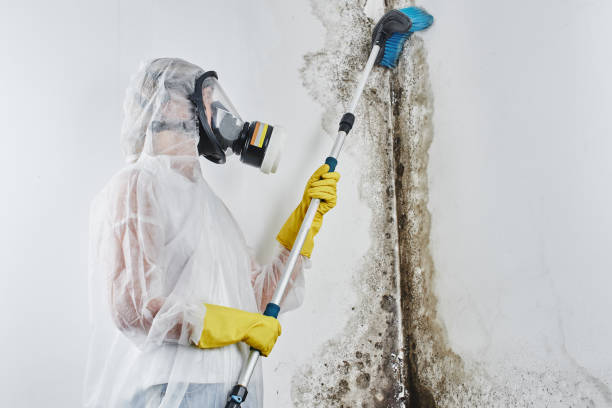 Mold Testing and Removal in Montesano, WA