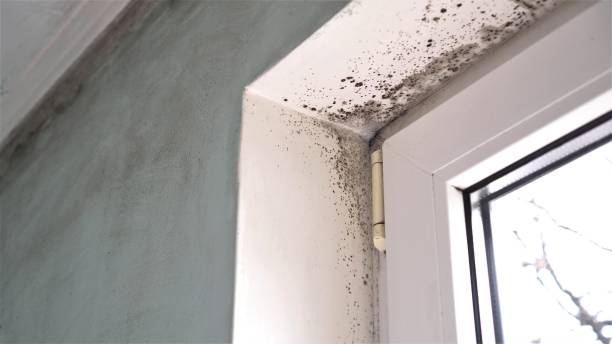 Mold Removal Process in Montesano, WA