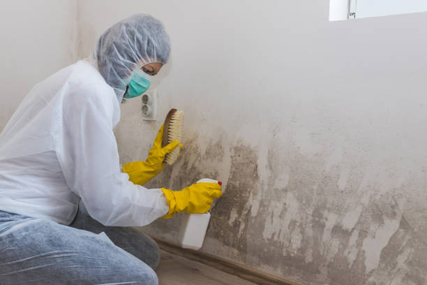 Best Local Mold Removal Service  in Montesano, WA