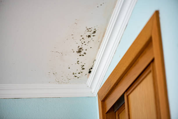 Best Mold Removal Near Me  in Montesano, WA