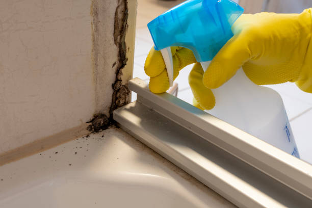 Best Best Mold Removal Companies  in Montesano, WA