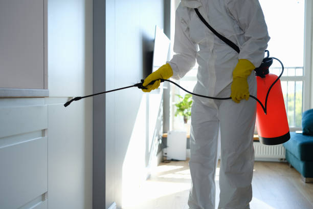 Professional Mold Removal in Montesano, WA