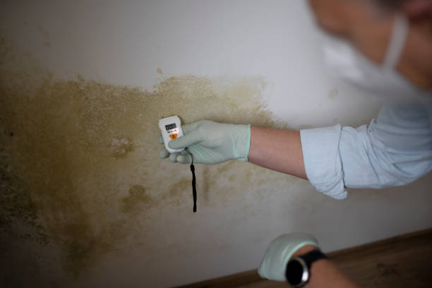 Best Mold Cleaning Services  in Montesano, WA