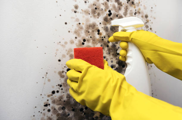 Best Mold Removal and Inspection  in Montesano, WA