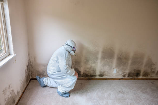 Best Mold Remediation  in Montesano, WA