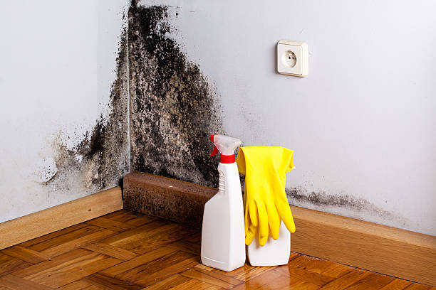 Best Emergency Mold Removal  in Montesano, WA