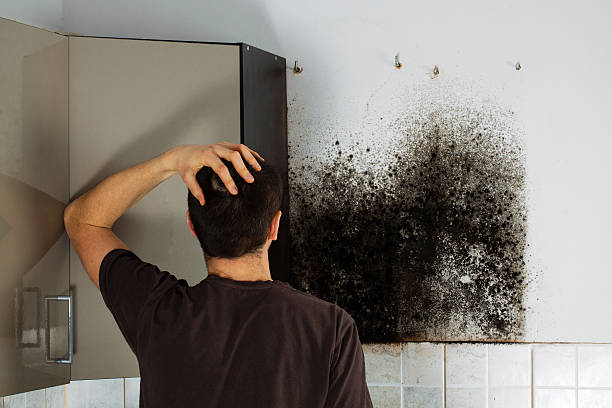 Best Mold Remediation Services  in Montesano, WA