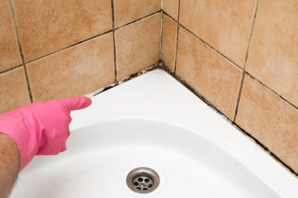 Best Office Mold Removal Services  in Montesano, WA